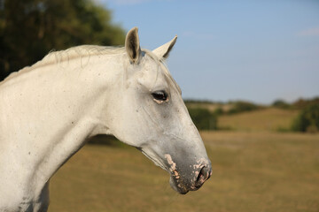 Portrait of lippezzaner mare. Purebred white mare on farm pasture. Summer hot day