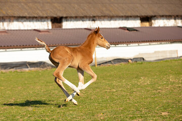 Newborn foal of sport horse galloping on pasture for the first time, breeding horse for showjumping, agricultural scene