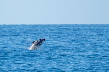 Fototapeta premium Südlicher Glattwal (Eubalaena australis) springt aus dem Meer
