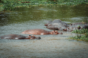 Fototapeta premium A group of hippos or hippopotamus in the Nile River in Murchison Falls National Park in Uganda Africa