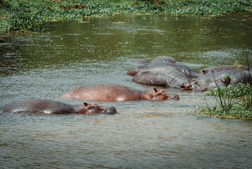 A group of hippos or hippopotamus in the Nile River in Murchison Falls National Park in Uganda Africa