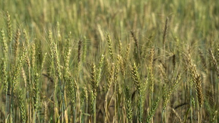 Field of barley in a summer day. Harvesting period. Gold wheat field and blue sky