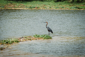 A Goliath heron bird in Murchison Falls National Park in Uganda Africa