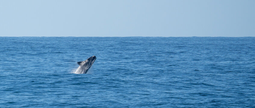 S&uuml;dlicher Glattwal (Eubalaena australis) springt aus dem Meer