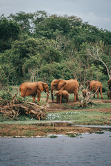 Fototapeta premium Mother African Elephant with her baby elephant and family in Murchison Falls National Park in Uganda Africa