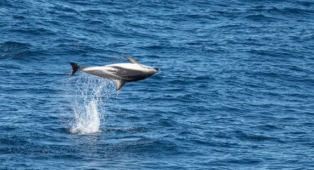 verspielter, springender Schwarzdelfin (Lagernohynchus obscurus) im offenen Meer © stylefoto24