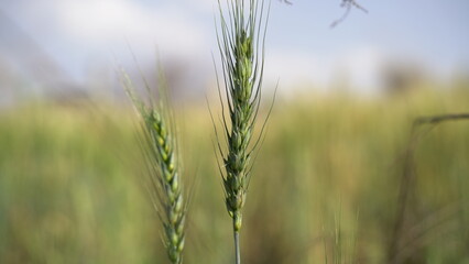 Field of barley in a summer day. Harvesting period. Gold wheat field and blue sky