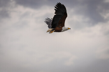 An African fish eagle flying in Murchison Falls National Park in Uganda Africa 