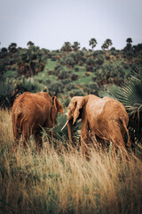 A pair of African Elephants in an open field in Murchison Falls National Park in Uganda Africa 
