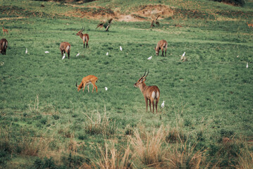 A group of Ugandan kob in Murchison Falls National Park Uganda Africa