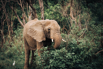 Obraz na płótnie Canvas An African Elephant in Murchison Falls National Park in Uganda Africa 
