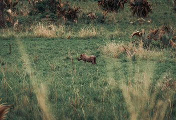 A long Warthogs in Murchison Falls National Park in Uganda Africa