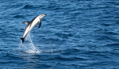 verspielter, springender Schwarzdelfin (Lagernohynchus obscurus) im offenen Meer © stylefoto24
