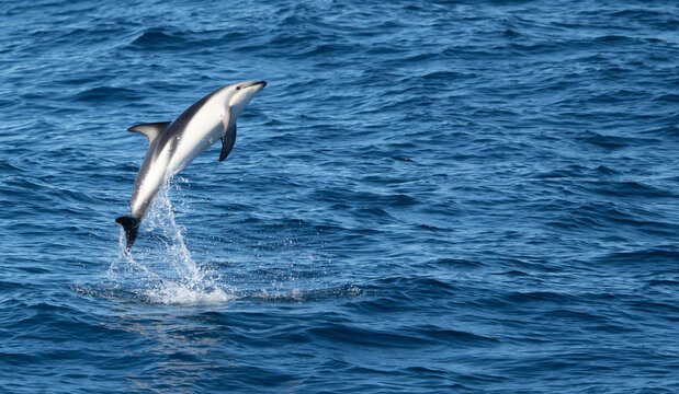 verspielter, springender Schwarzdelfin (Lagernohynchus obscurus) im offenen Meer