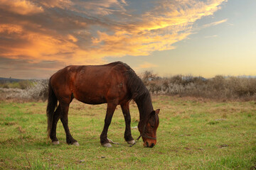 Fototapeta na wymiar A horse used for agricultural work, grazing on pasture. Horse at sunset.
