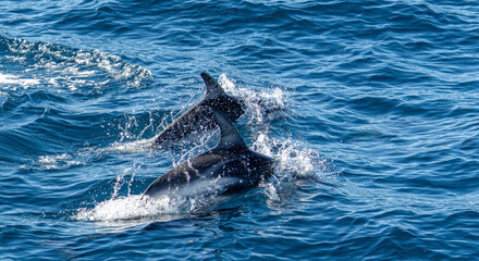 verspielter, springender Schwarzdelfin (Lagernohynchus obscurus) im offenen Meer