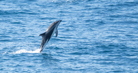 verspielter, springender Schwarzdelfin (Lagernohynchus obscurus) im offenen Meer