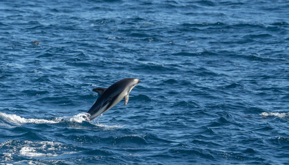 Fototapeta premium verspielter, springender Schwarzdelfin (Lagernohynchus obscurus) im offenen Meer