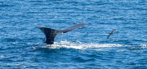 verspielter, springender Schwarzdelfin (Lagernohynchus obscurus) im offenen Meer © stylefoto24