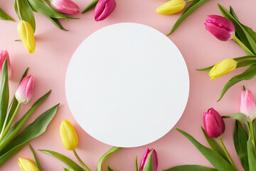Top view photo of white circle yellow pink tulips flowers on isolated pastel pink background with...