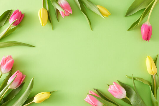 Spring concept. Top view composition of yellow pink tulips flowers on isolated light green background with empty space in the middle