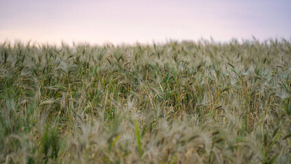 Field of barley in a summer day. Harvesting period. Gold wheat field and blue sky