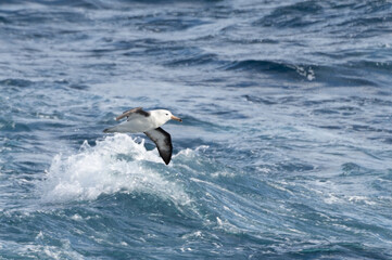 Schwarzbrauenalbatross (Thalassarche melanophris) im Flug über das Südpolarmeer bei den Falklandinseln

