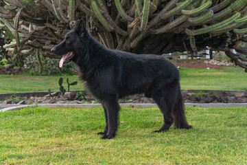 Perro pastor Alemán, línea de trabajo, negro solido, guardian, temperamento firme típico de la raza pura, líneas checas, perro de protección y perro de compañía. 
