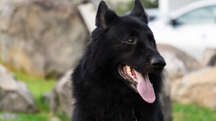 Perro pastor Alemán, línea de trabajo, negro solido, guardian, temperamento firme típico de la raza pura, líneas checas, perro de protección y perro de compañía. 