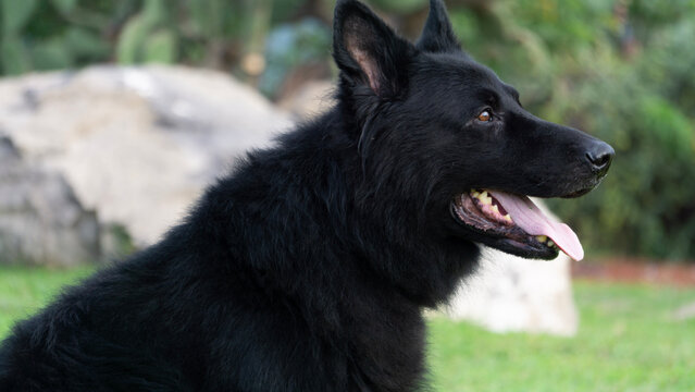 Perro pastor Alemán, línea de trabajo, negro solido, guardian, temperamento firme típico de la raza pura, líneas checas, perro de protección y perro de compañía. 