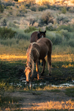 Salt Flats, Utah and Arizona state limit