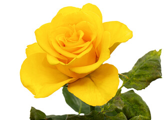 Yellow flower of rose, isolated on white background