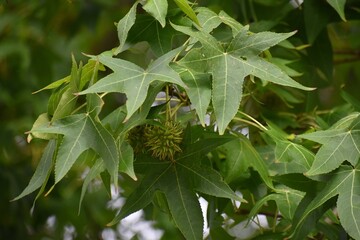 Fototapeta na wymiar Branches with leaves and green fruits of American sweetgum or Liquidambar styraciflua.