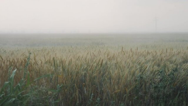 Summer heavy storm hits the wheat field waving in the wind. Poor visibility due to heavy rain, bad weather condition with poor visibility and strong wind.