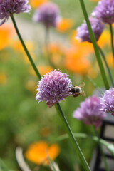 bee on a thistle