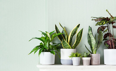 Home plants variete on a white shelf, indoor garden concept