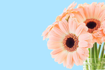Gerbera Daisy Flowers bacgkround. Isolated on blue bouquet. Dreamy bright floral background. Empty...