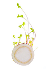 Slice of parsley with shoots, spring vegetation