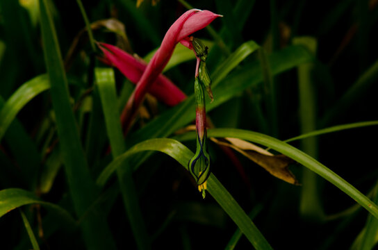 Details of forest elements, gardens with contrast lighting and lots of color. Leaves, mosses, branches and flowers. 
