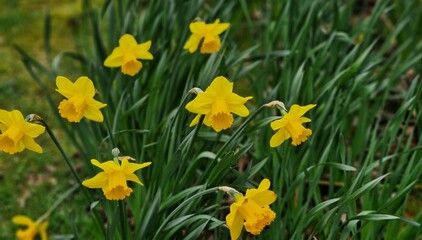 Narcissus pseudonarcissus flowers, commonly known as wild daffodil or Lent lily, in the city park.