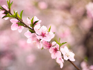 Obraz premium 만개한 벚꽃