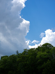 Beautiful Forest and Clouds