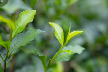 Close up of the green tea tree