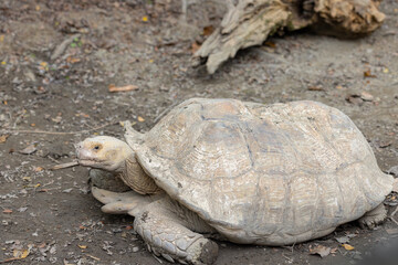 African spurred tortoise in zoo park