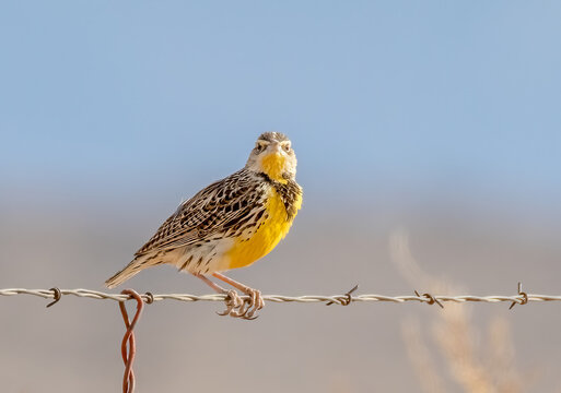 Western meadowlark (sturnella neglecta) on barbed-wire fence on a sunny day in central New Mexico