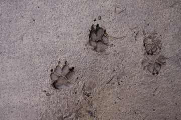 dog paw prints in a swamp after rain. four footed animals. Muddy dog paw print. Dog footprints in...