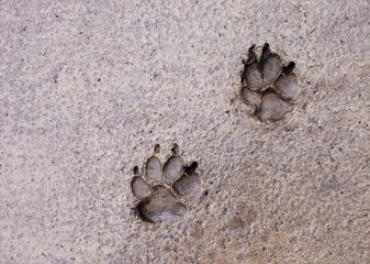 Fototapeta na wymiar dog paw prints in a swamp after rain. four footed animals. Muddy dog paw print. Dog footprints in the mud.