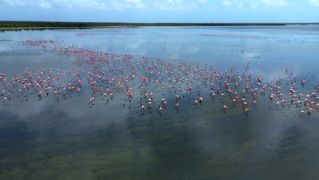 A flock of pink flamingos flies above the lake surface. Many birds from IUCN Red List of Threatened Species. Morrocoy National Park, Chichiriviche