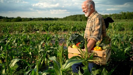 Smiling happy farmer walking holding a box of organic vegetables looking in sunlight agriculture farm field harvest garden nutrition organic fresh portrait outdoor.