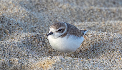Snowy plover (charadrius alexandrinus) sheltering from wind on sand at Carmel River beach, Carmel, California